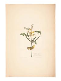 AUDUBON, John James (1785-1851).