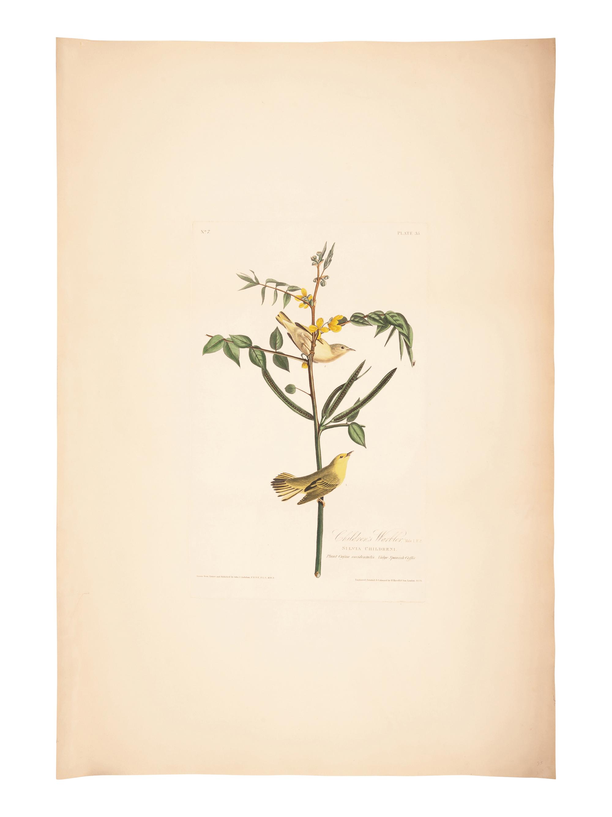 AUDUBON, John James (1785-1851).