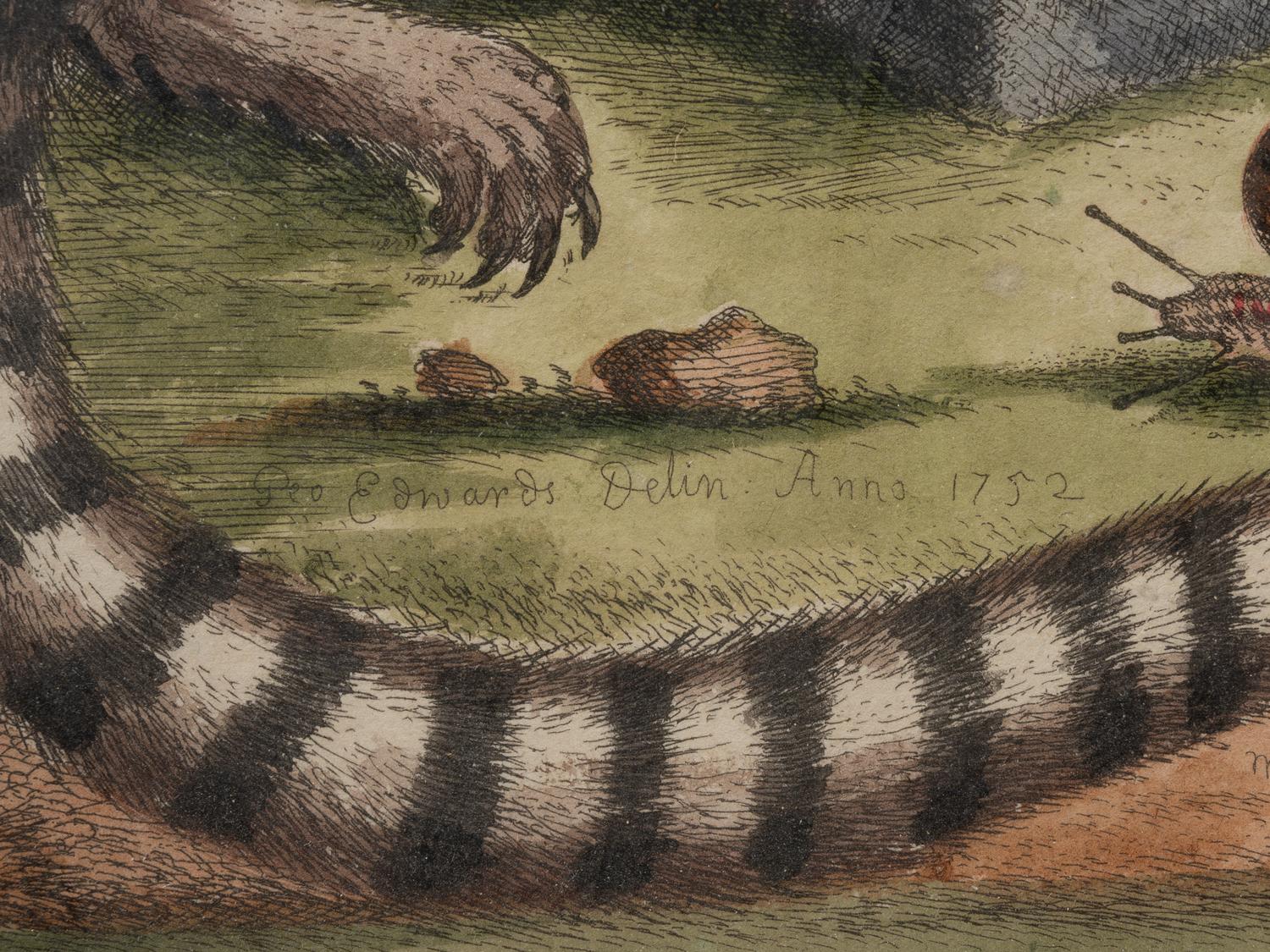 A Group of Six Continental Engravings Depicting Primates (Second Half 19th Century)