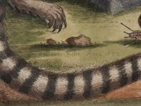 A Group of Six Continental Engravings Depicting Primates (Second Half 19th Century)