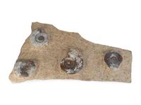 Three Faux-Fossil Fragments