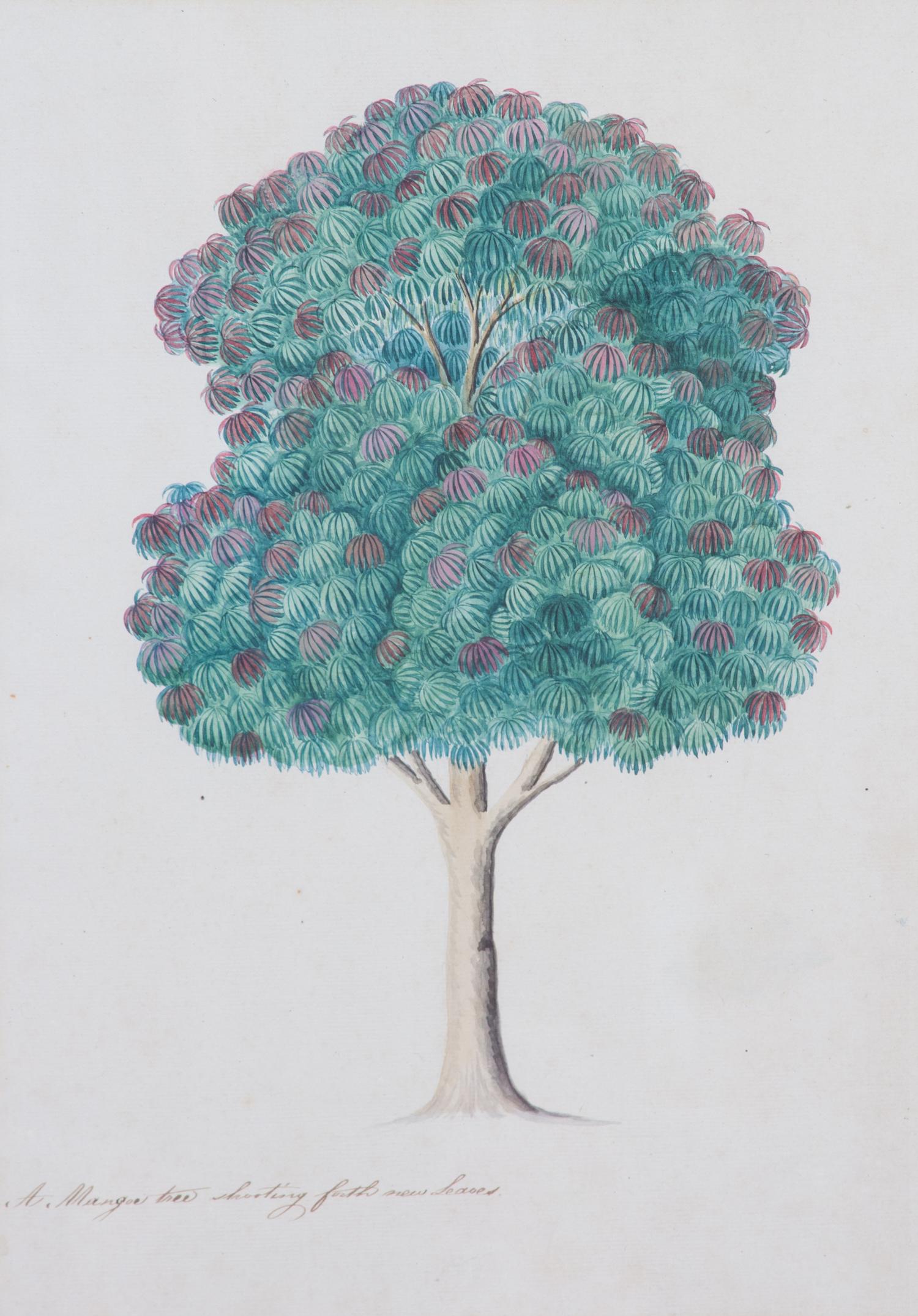 Artist Unknown, (19th Century), Seven Botanical Watercolors