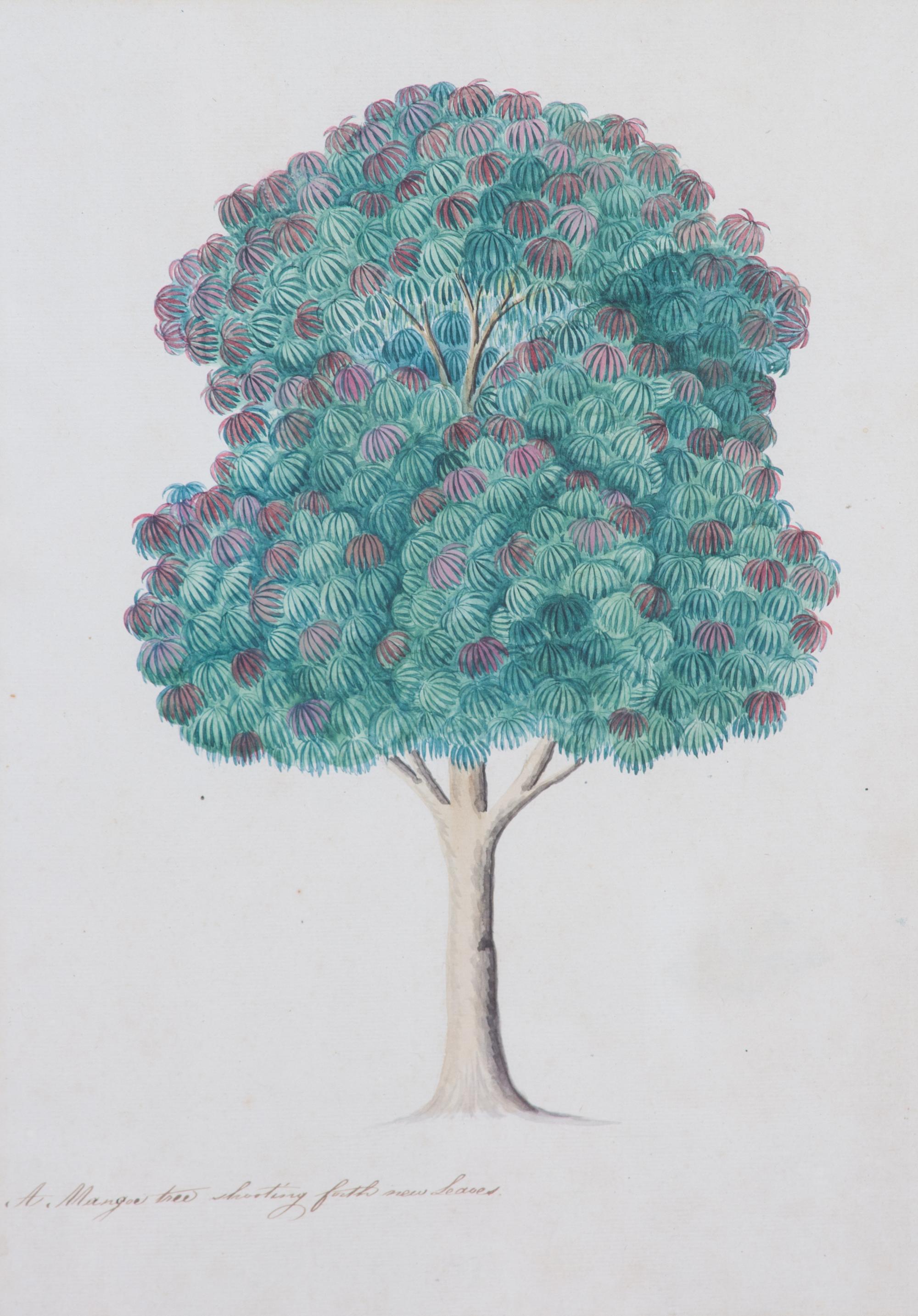 Artist Unknown, (19th Century), Seven Botanical Watercolors