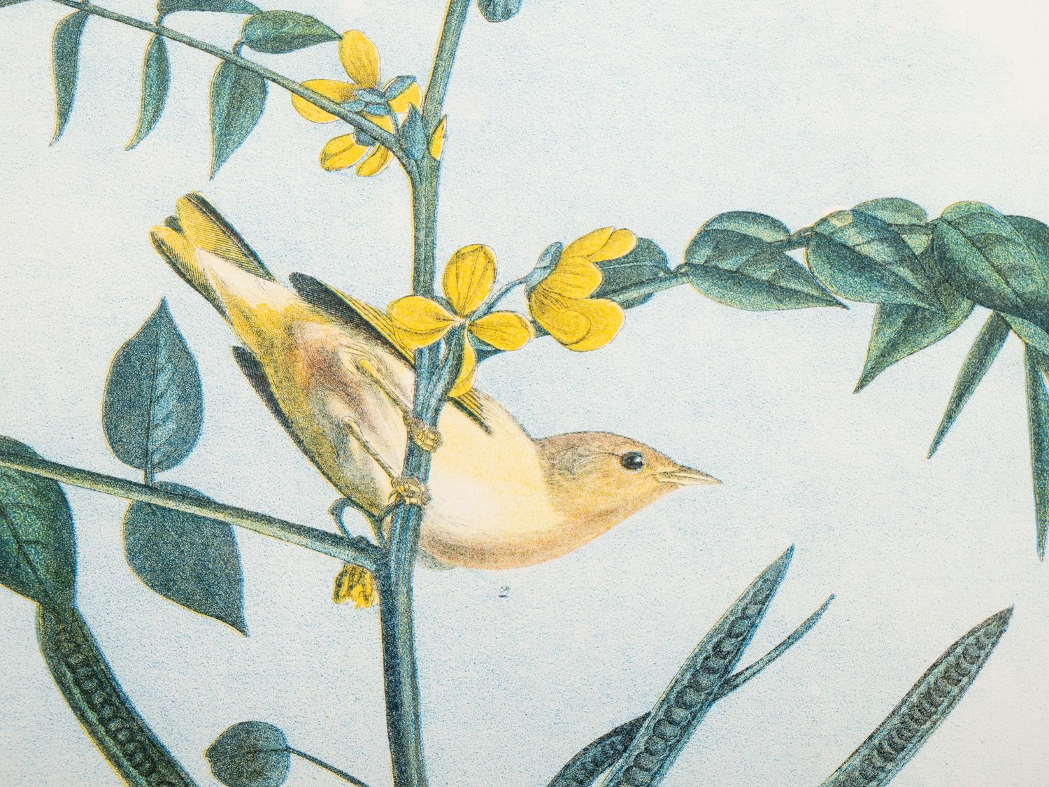 AUDUBON, John James (1785-1851).