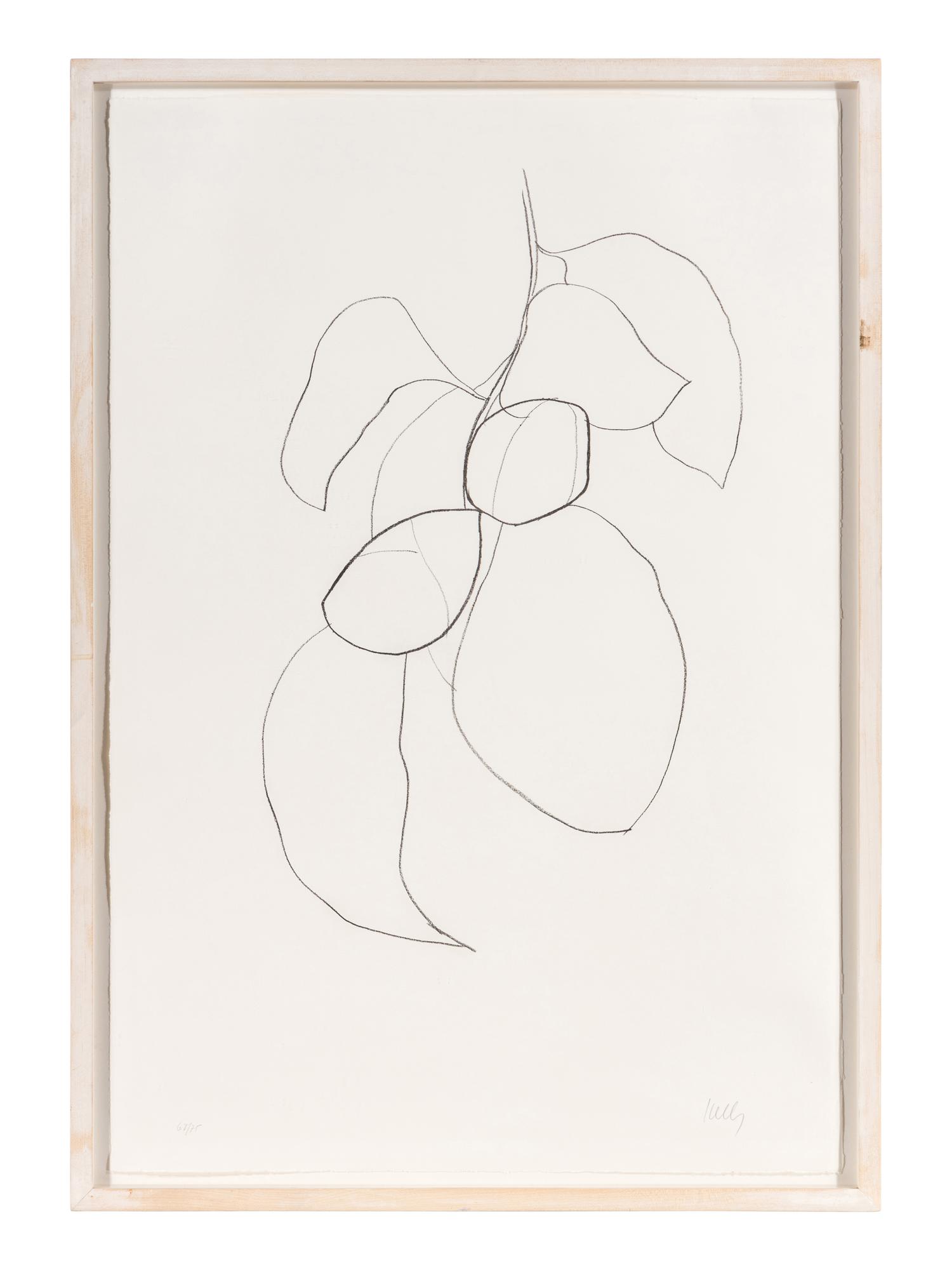 Camellia III (from Suite of Plant Lithographs ), 1964-1965