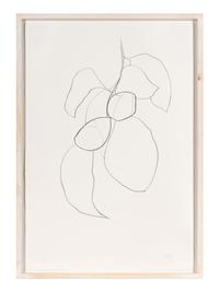 Camellia III (from Suite of Plant Lithographs ), 1964-1965
