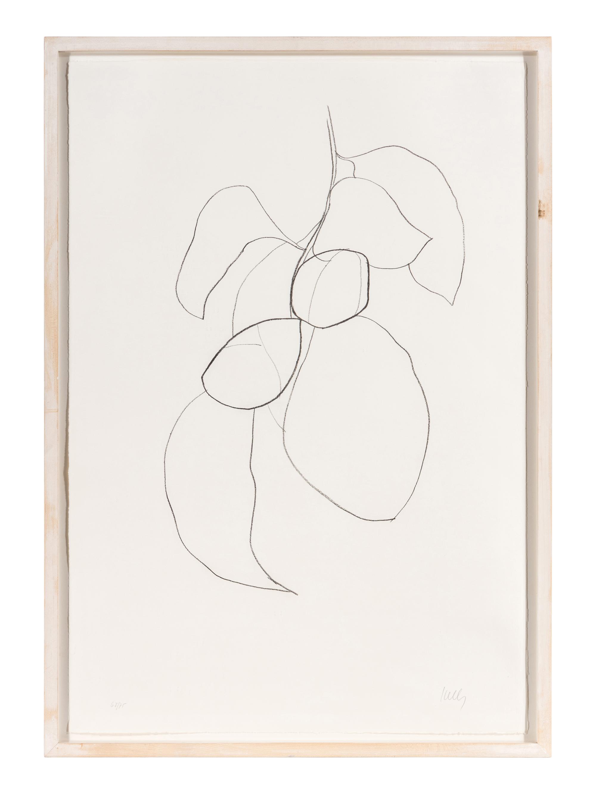Camellia III (from Suite of Plant Lithographs ), 1964-1965