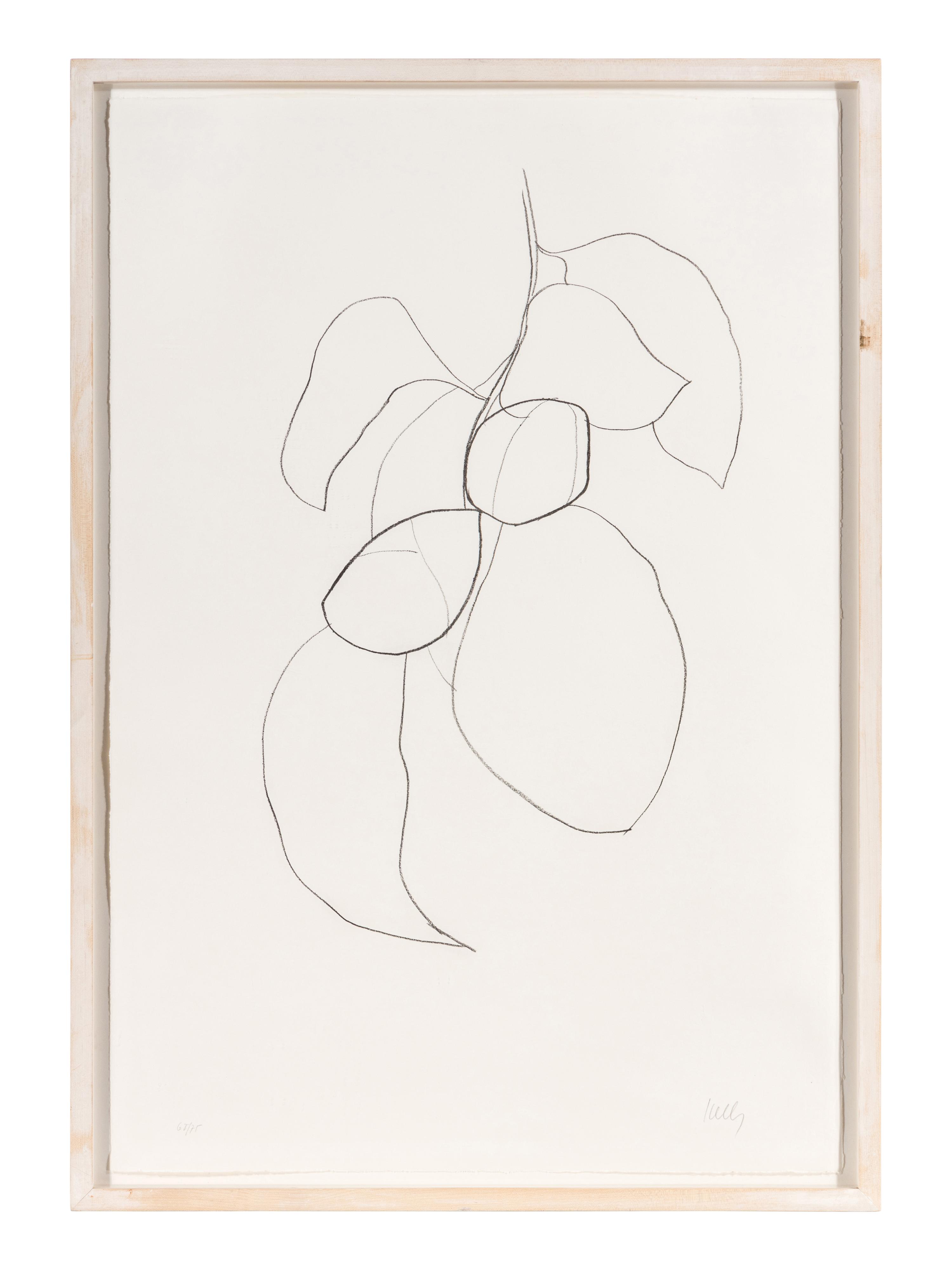 Camellia III (from Suite of Plant Lithographs ), 1964-1965