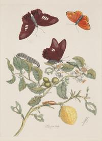 Three Butterfly and Botanical Prints — 20TH CENTURY