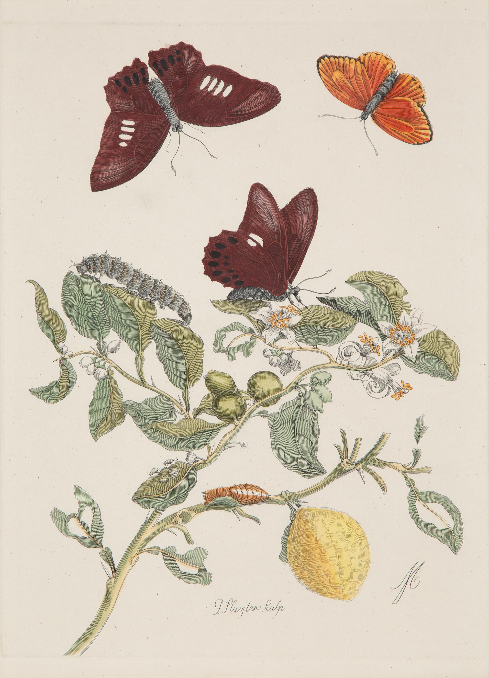 Three Butterfly and Botanical Prints — 20TH CENTURY