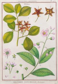 Two Pairs of Hand-Colored Engravings After Henri-Joseph Redoute and Carl Linnaeus — LATE 18TH CENTURY
