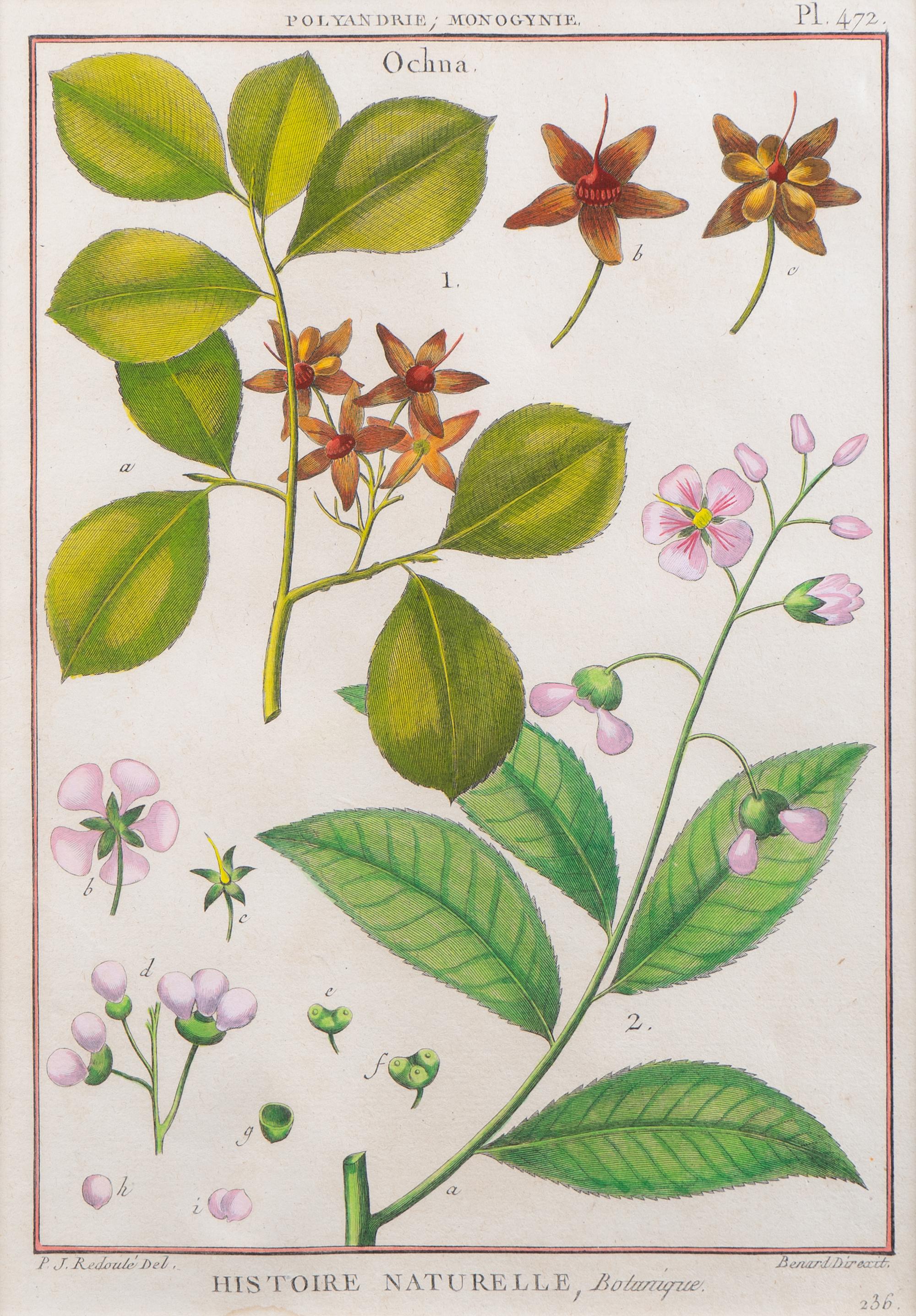 Two Pairs of Hand-Colored Engravings After Henri-Joseph Redoute and Carl Linnaeus — LATE 18TH CENTURY