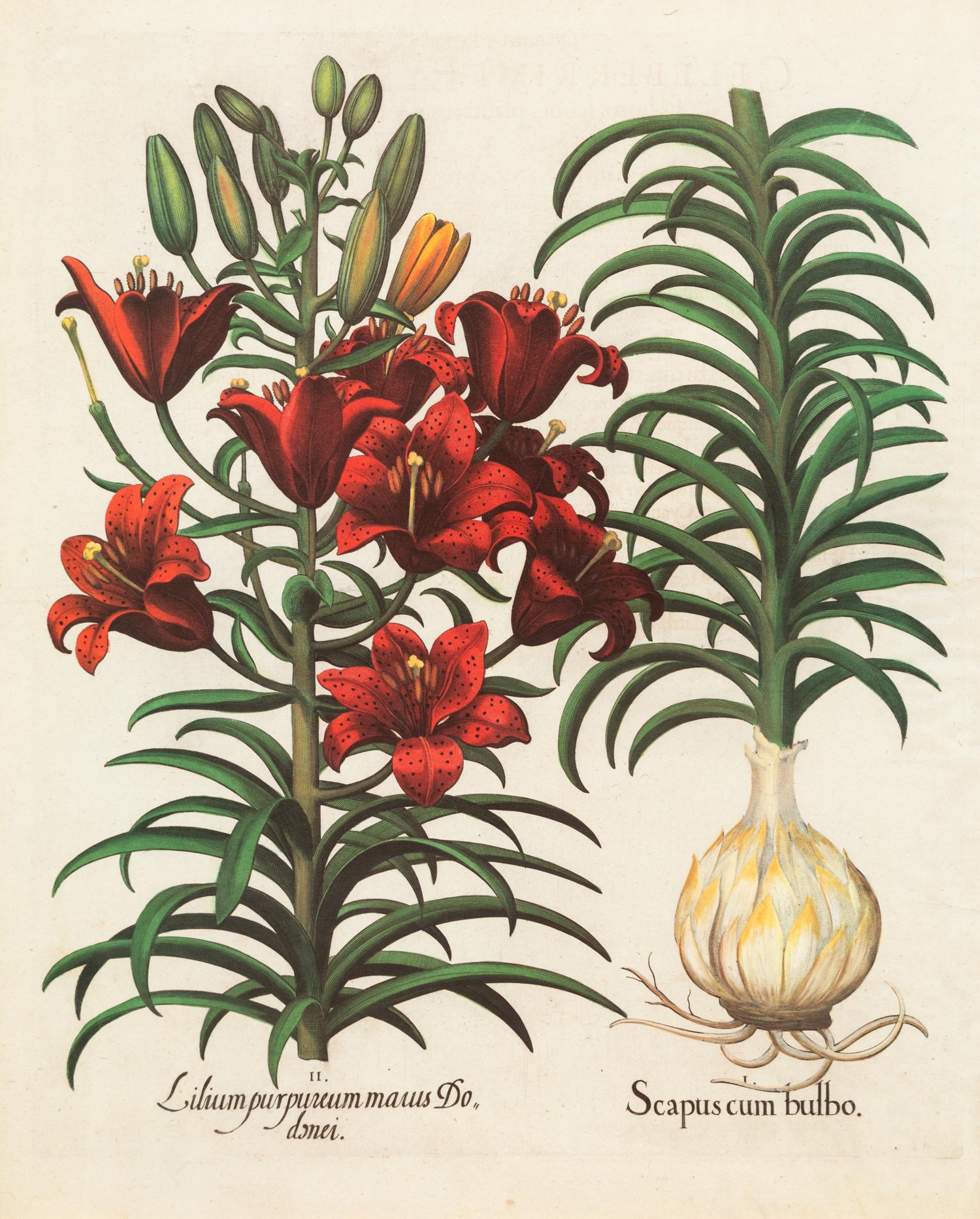 A Pair of Large Folio Botanical Prints — 20TH CENTURY