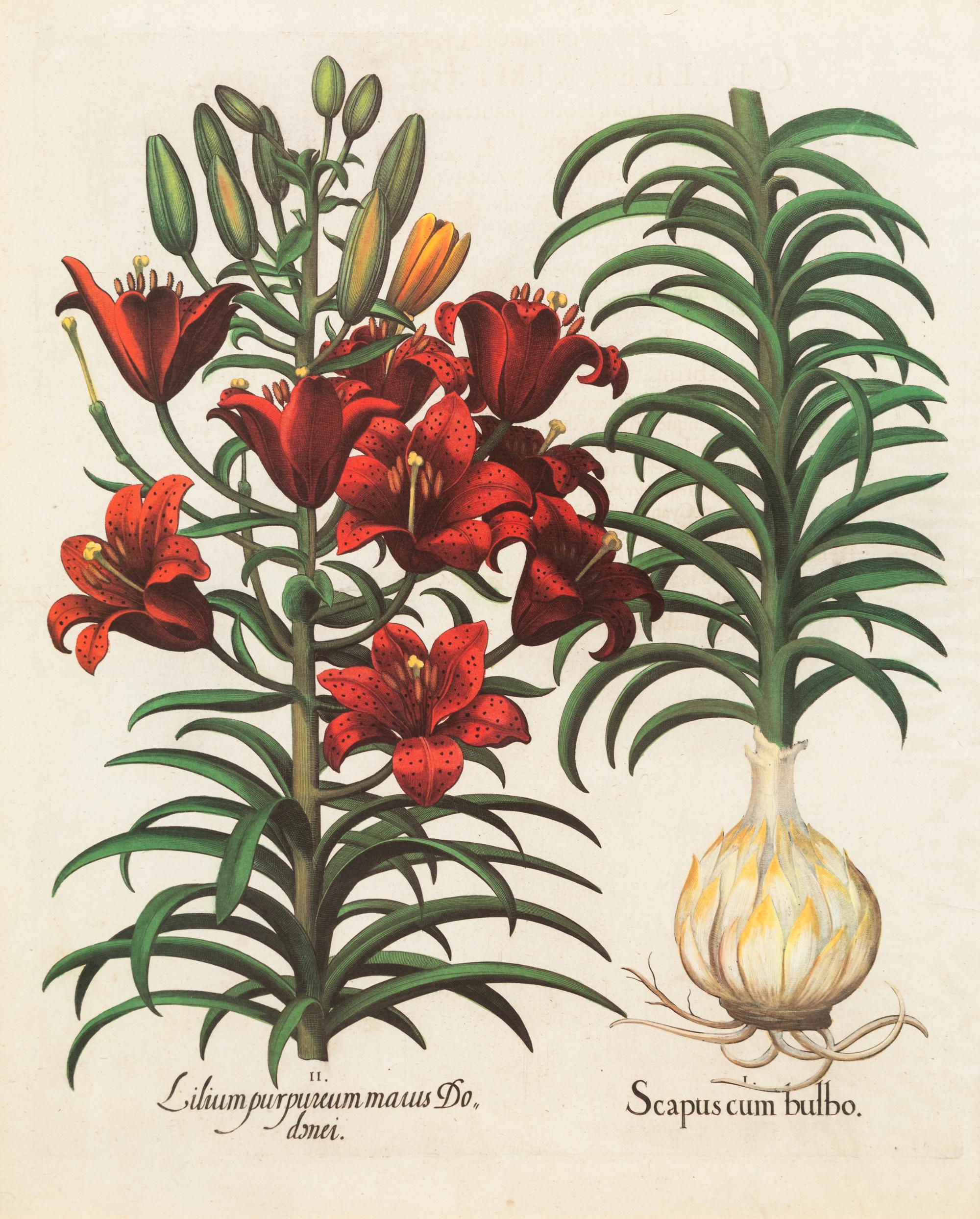 A Pair of Large Folio Botanical Prints — 20TH CENTURY
