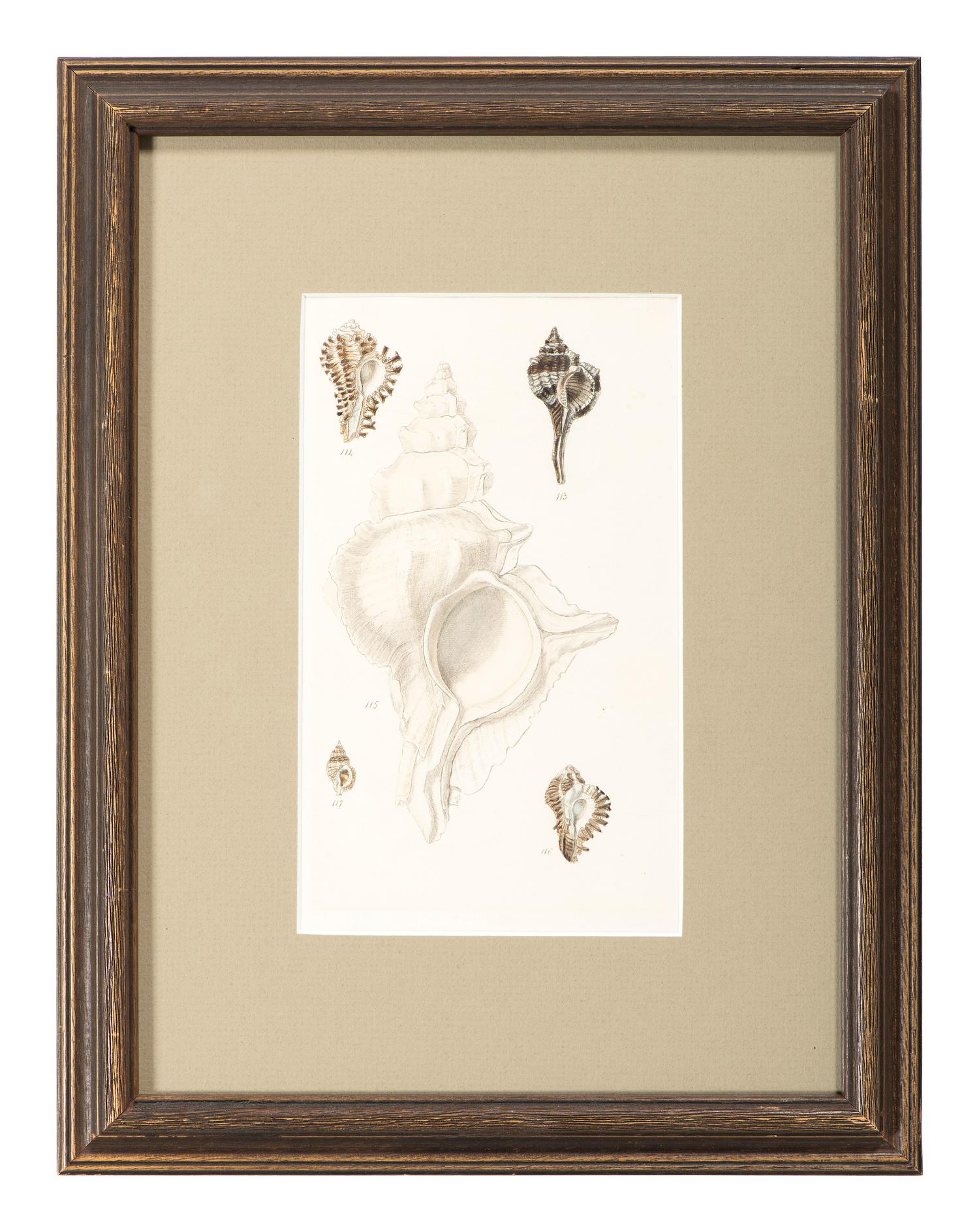 Thirteen Hand-Colored Shell Engravings