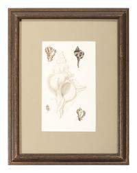 Thirteen Hand-Colored Shell Engravings