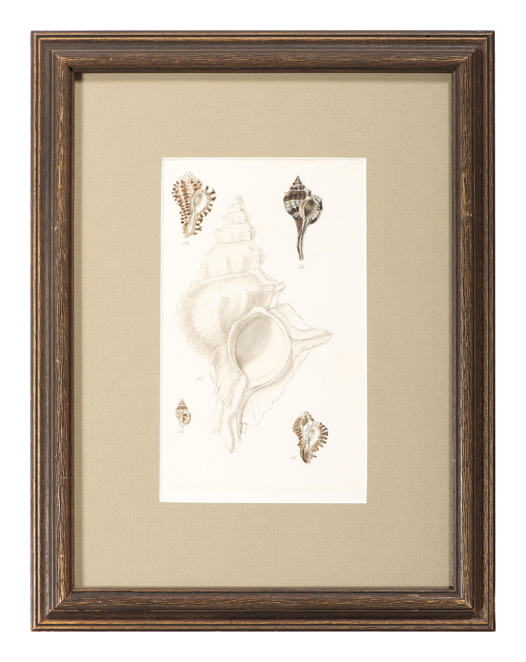 Thirteen Hand-Colored Shell Engravings