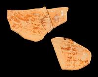 Two Attic Black-Figured Panathenaic Amphora Fragments with Athena