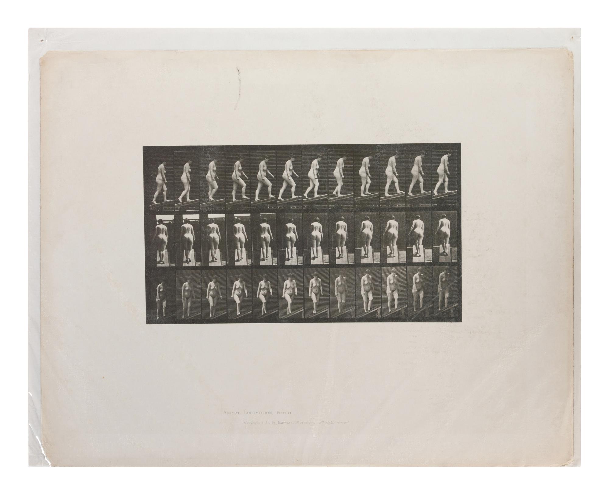 15 Plates from Animal Locomotion , 1887