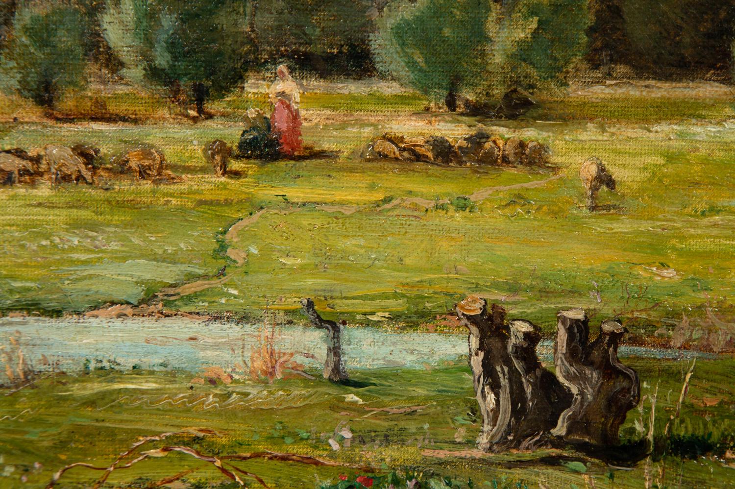 Field of Olive Trees in Provence