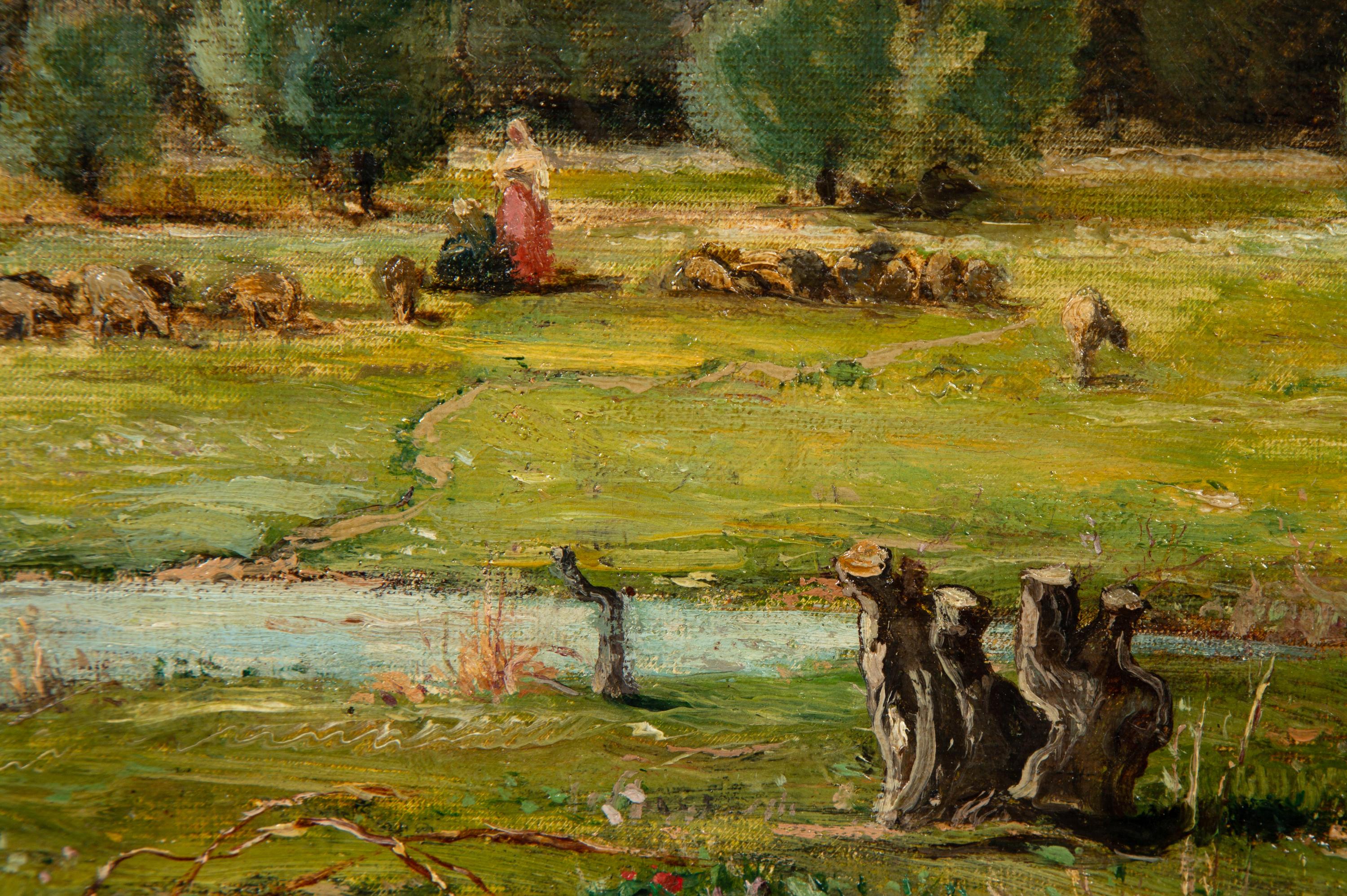 Field of Olive Trees in Provence