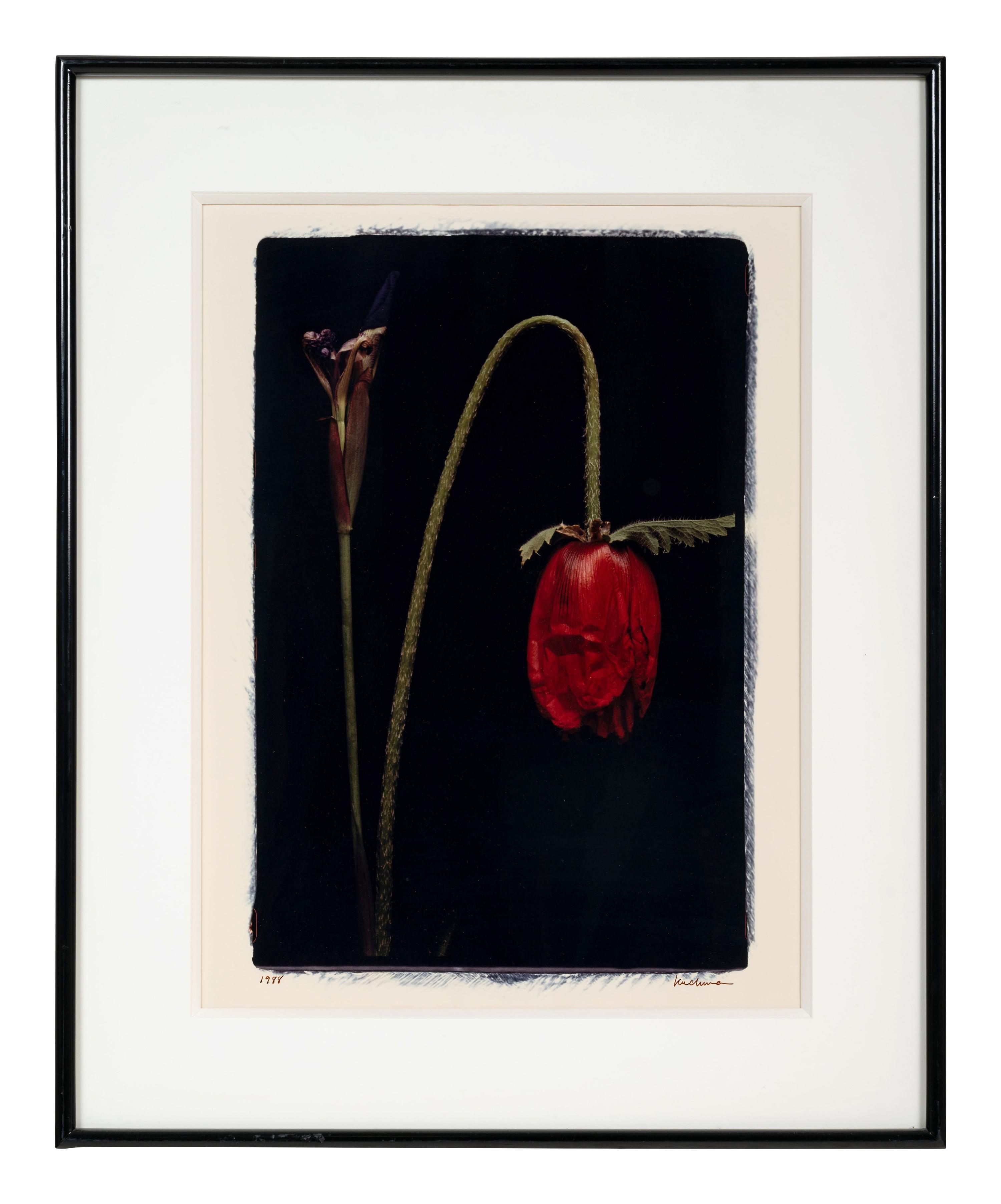 White Orchid One and Untitled (A Pair of Works)