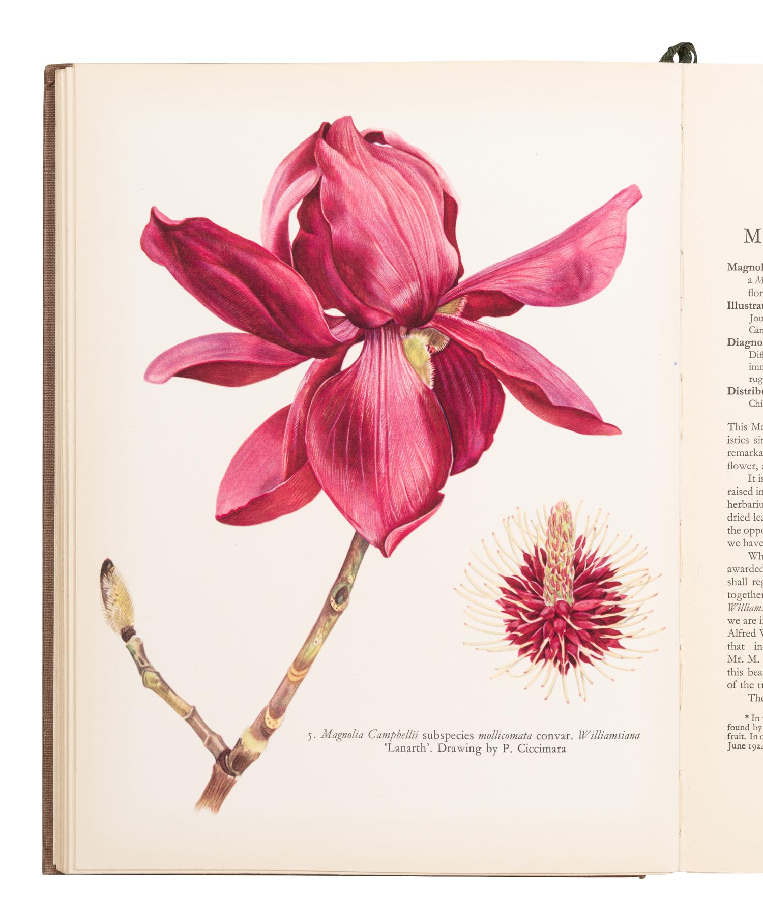 [FLOWERING PLANTS]. A group of 10 works, including: