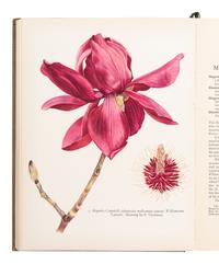 [FLOWERING PLANTS]. A group of 10 works, including: