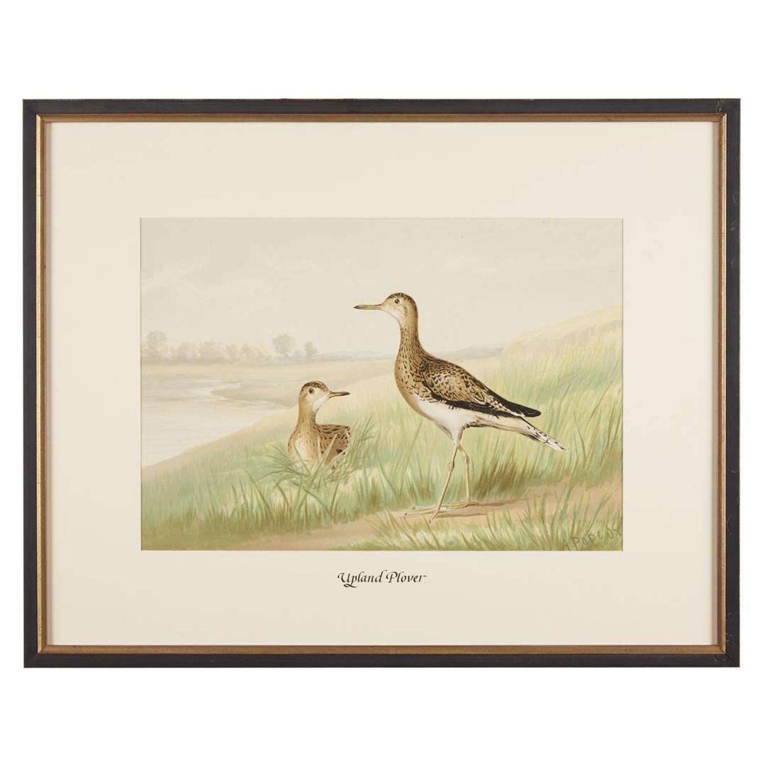 ALEXANDER POPE JUNIOR (AMERICAN 1849-1924) "BLACK DUCK" FROM UPLAND GAME BIRDS AND WATERFOWL OF THE UNITED STATES