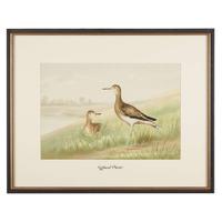 ALEXANDER POPE JUNIOR (AMERICAN 1849-1924) "BLACK DUCK" FROM UPLAND GAME BIRDS AND WATERFOWL OF THE UNITED STATES