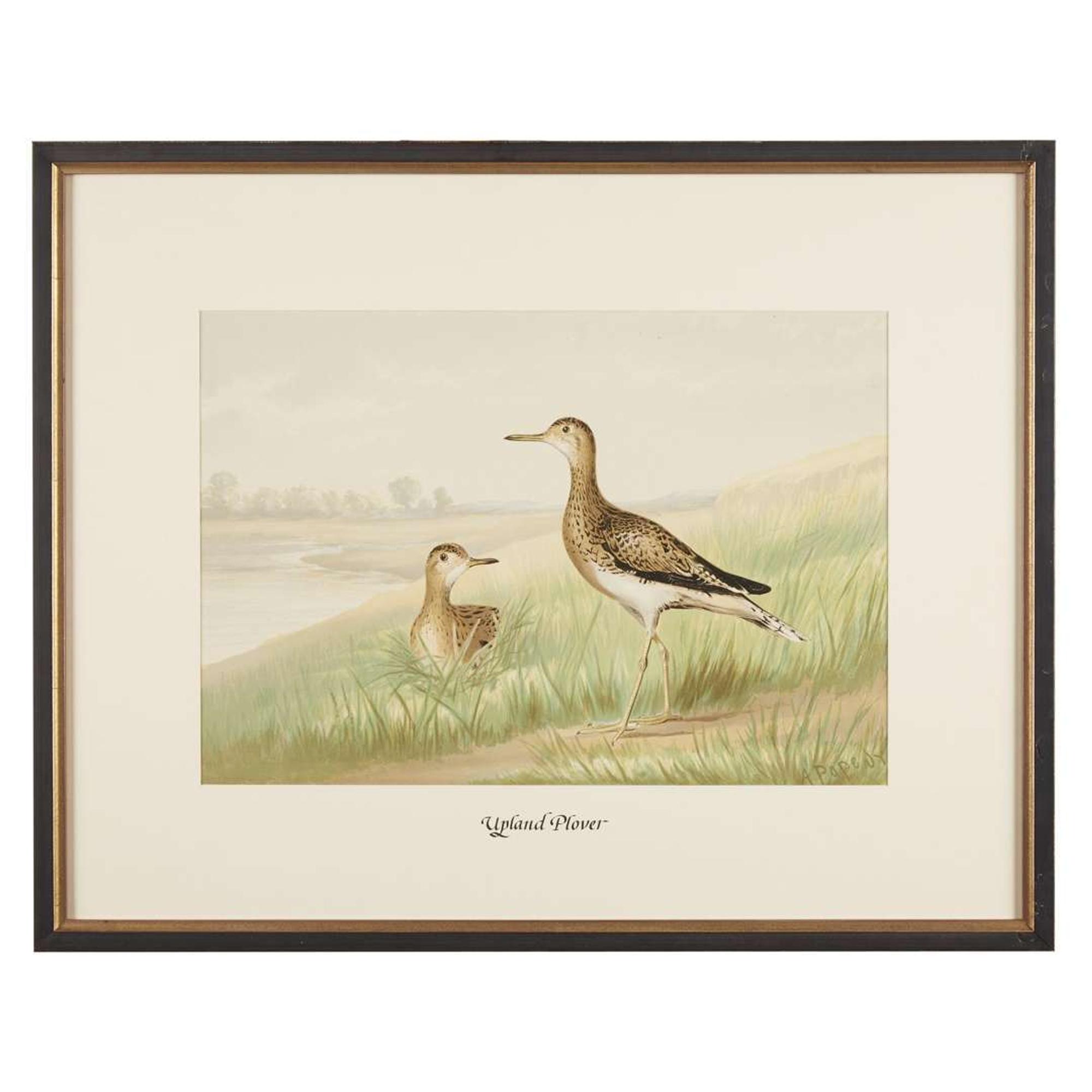 ALEXANDER POPE JUNIOR (AMERICAN 1849-1924) "BLACK DUCK" FROM UPLAND GAME BIRDS AND WATERFOWL OF THE UNITED STATES