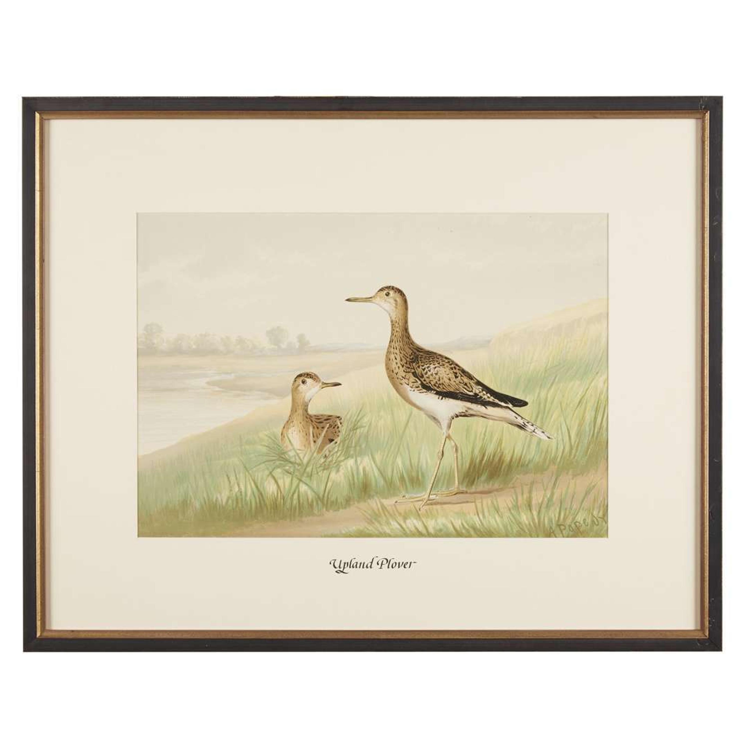 ALEXANDER POPE JUNIOR (AMERICAN 1849-1924) "BLACK DUCK" FROM UPLAND GAME BIRDS AND WATERFOWL OF THE UNITED STATES