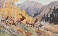 Majestic Elk