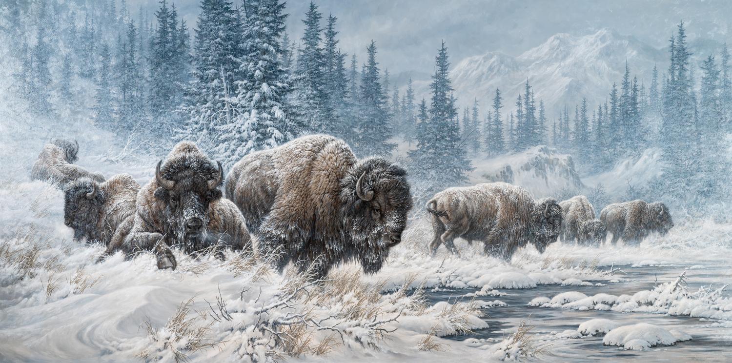 Colorado Buffalo