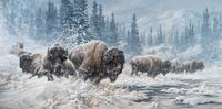 Colorado Buffalo