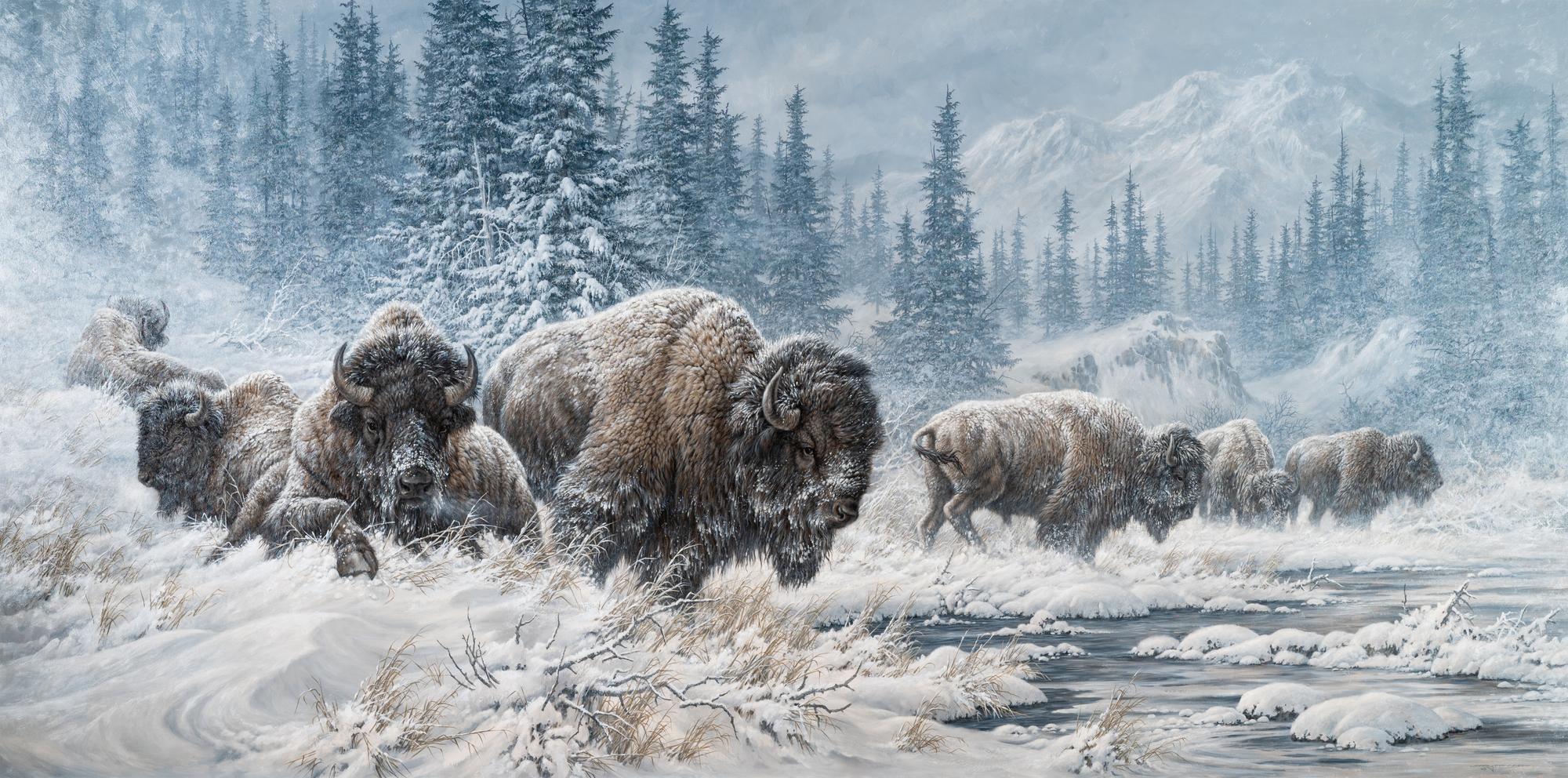 Colorado Buffalo