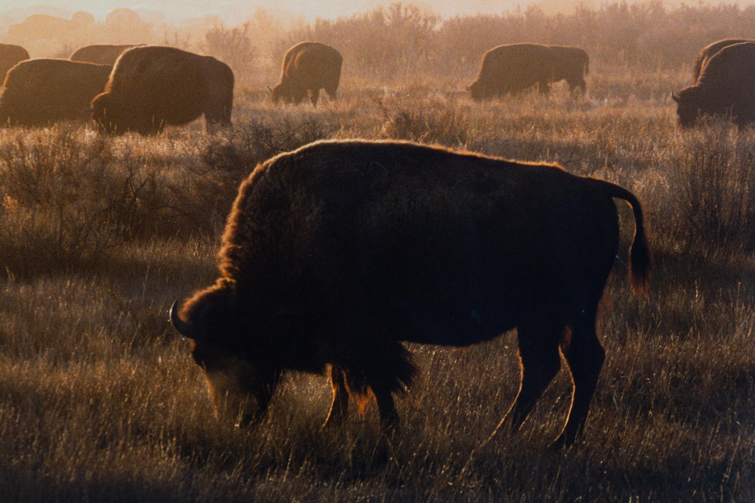Prairie Vision: Images from a Sea of Grass (2002) Twenty Color Photographs
