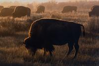 Prairie Vision: Images from a Sea of Grass (2002) Twenty Color Photographs