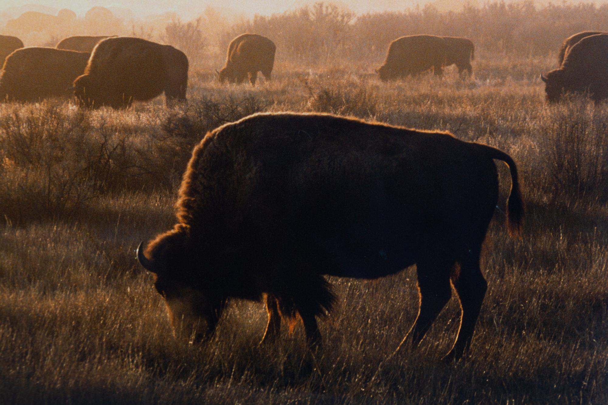 Prairie Vision: Images from a Sea of Grass (2002) Twenty Color Photographs