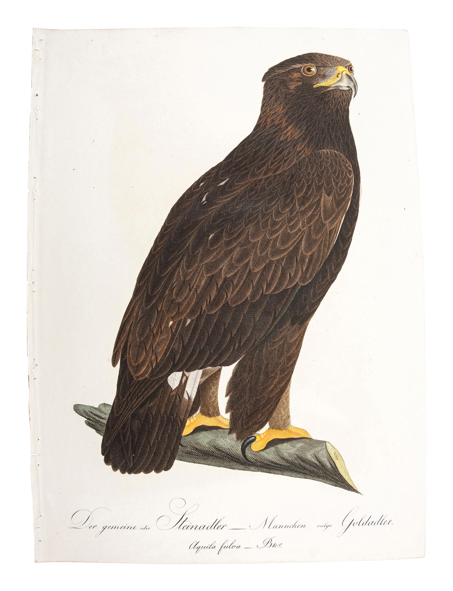 A Collection of Hand-Colored Ornithology and Entomology Engravings