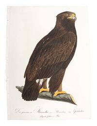 A Collection of Hand-Colored Ornithology and Entomology Engravings
