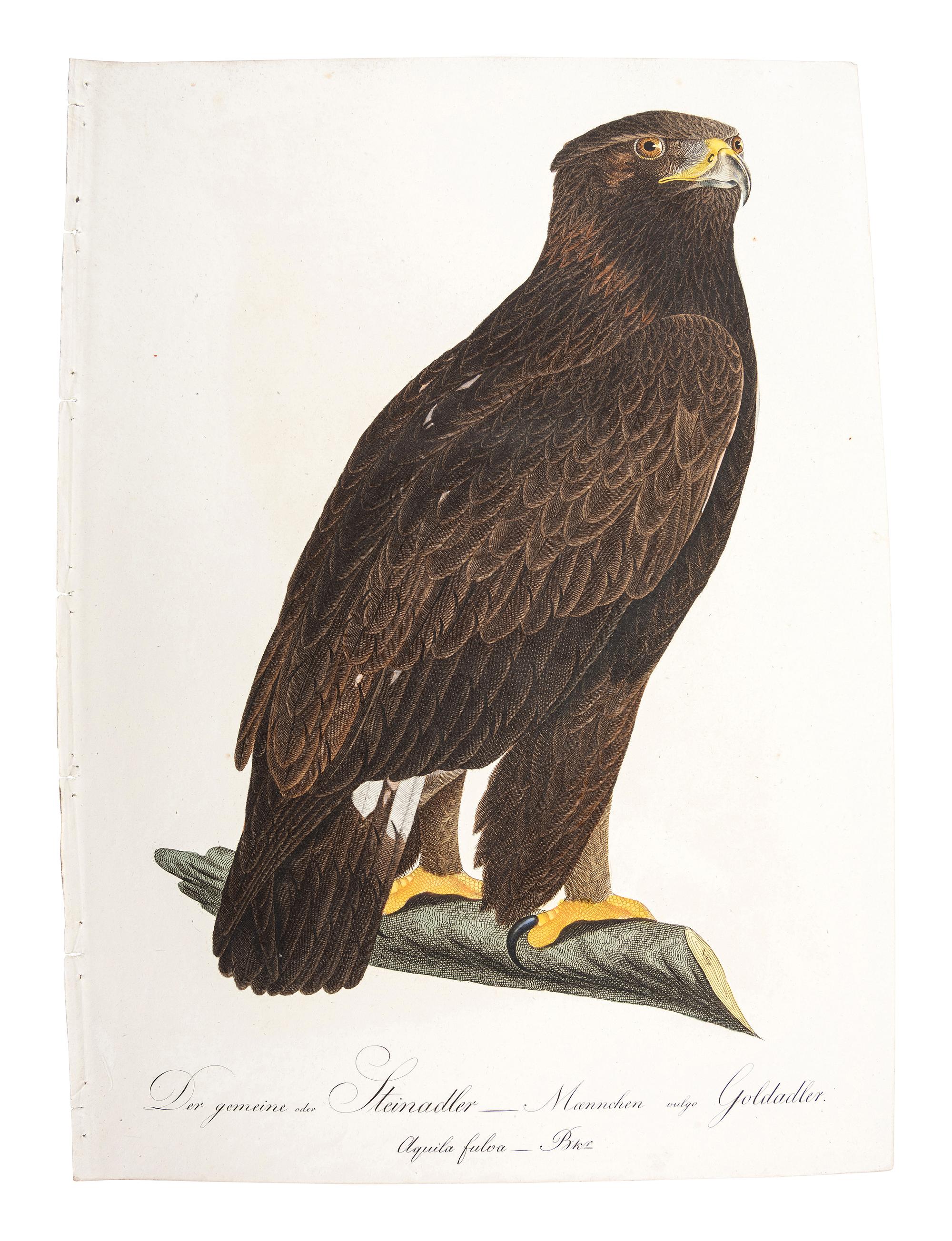 A Collection of Hand-Colored Ornithology and Entomology Engravings