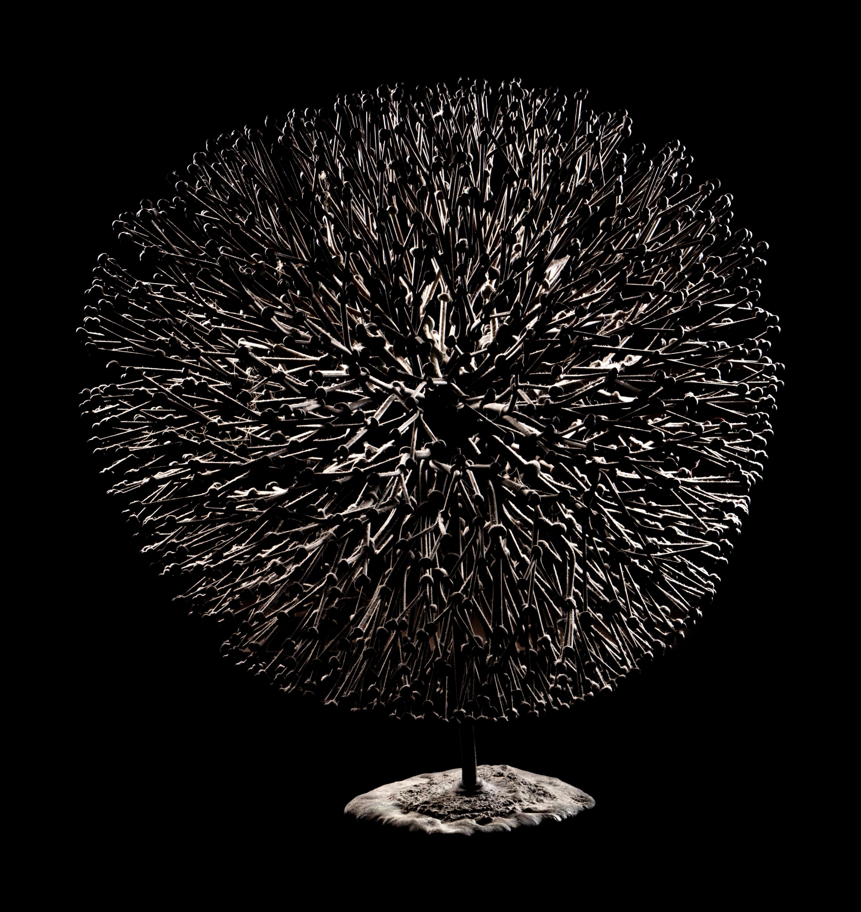 Untitled (Bush)