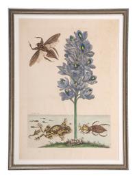 Four Hand-Colored Botanical Engravings
