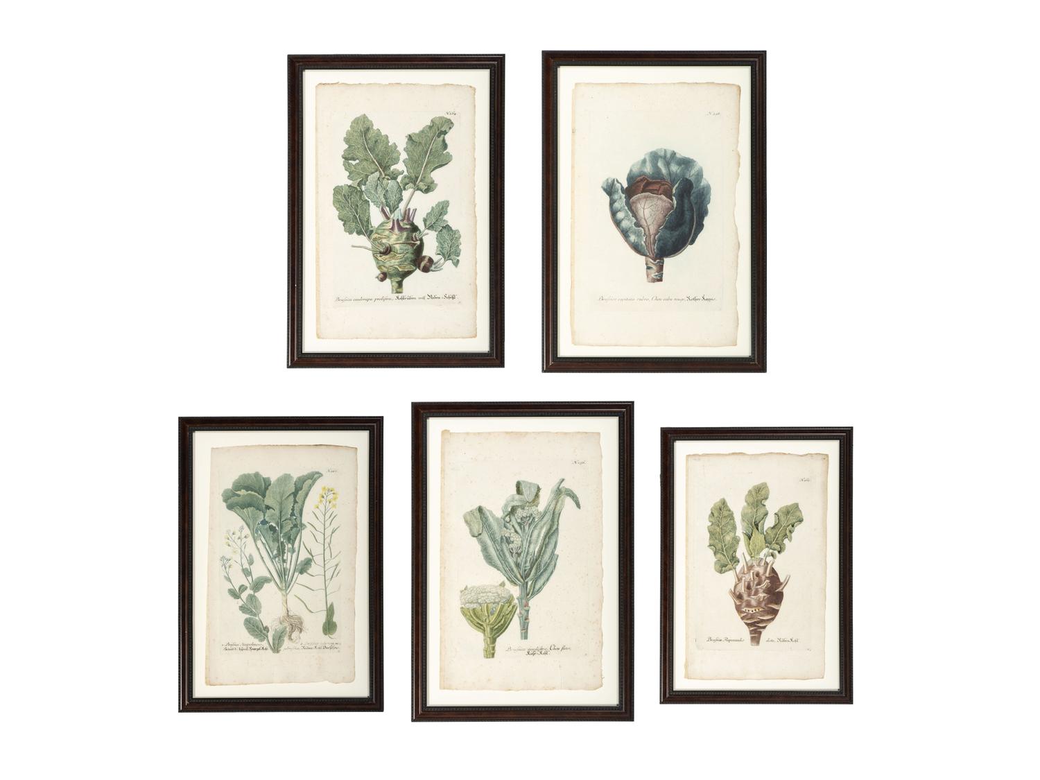 Nine Vegetable Aquatints