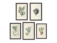 Nine Vegetable Aquatints