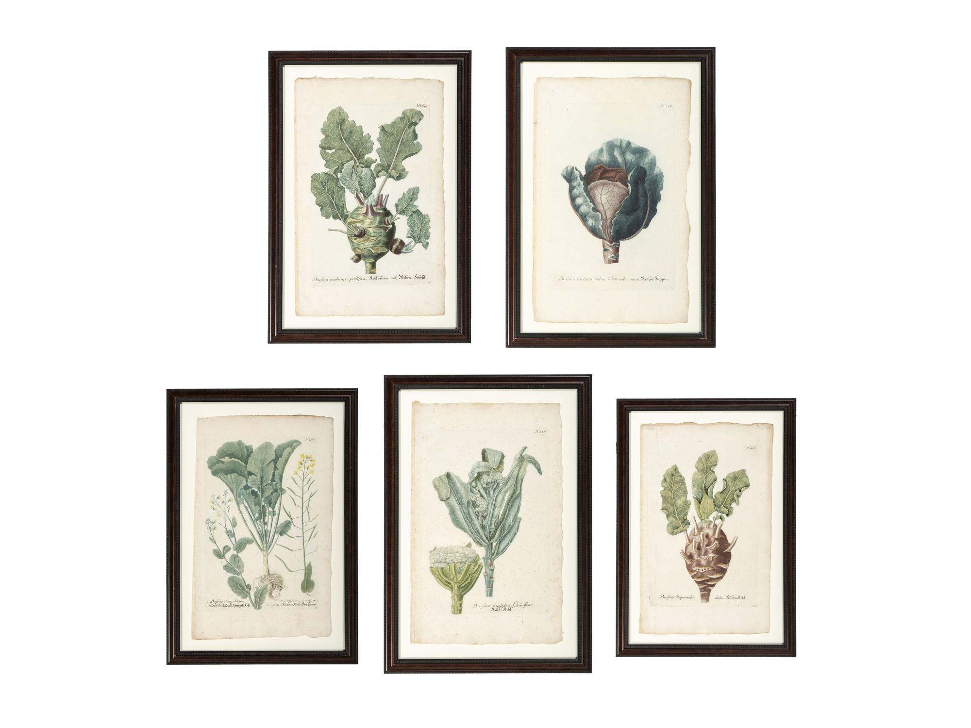 Nine Vegetable Aquatints
