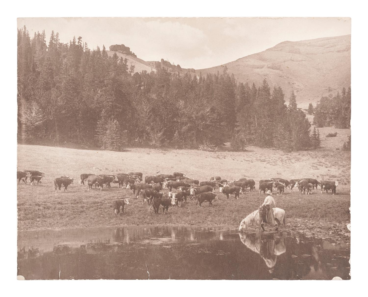 [WESTERN AMERICANA]. BELDEN, Charles J. (1888-1963), photographer. A group of 5 photographs of western subjects, incl. cowboys, cattle, and a coyote. Pitchfork Ranch, WY, ca 1910s-1940s.