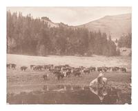 [WESTERN AMERICANA]. BELDEN, Charles J. (1888-1963), photographer. A group of 5 photographs of western subjects, incl. cowboys, cattle, and a coyote. Pitchfork Ranch, WY, ca 1910s-1940s.