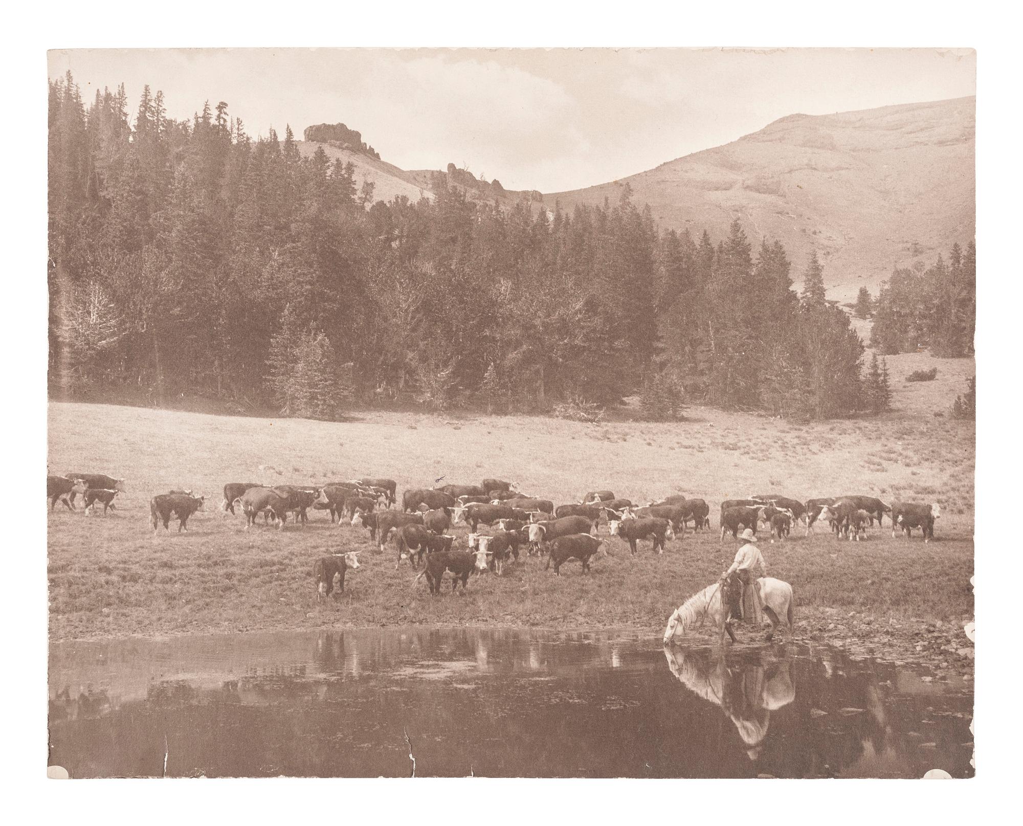 [WESTERN AMERICANA]. BELDEN, Charles J. (1888-1963), photographer. A group of 5 photographs of western subjects, incl. cowboys, cattle, and a coyote. Pitchfork Ranch, WY, ca 1910s-1940s.
